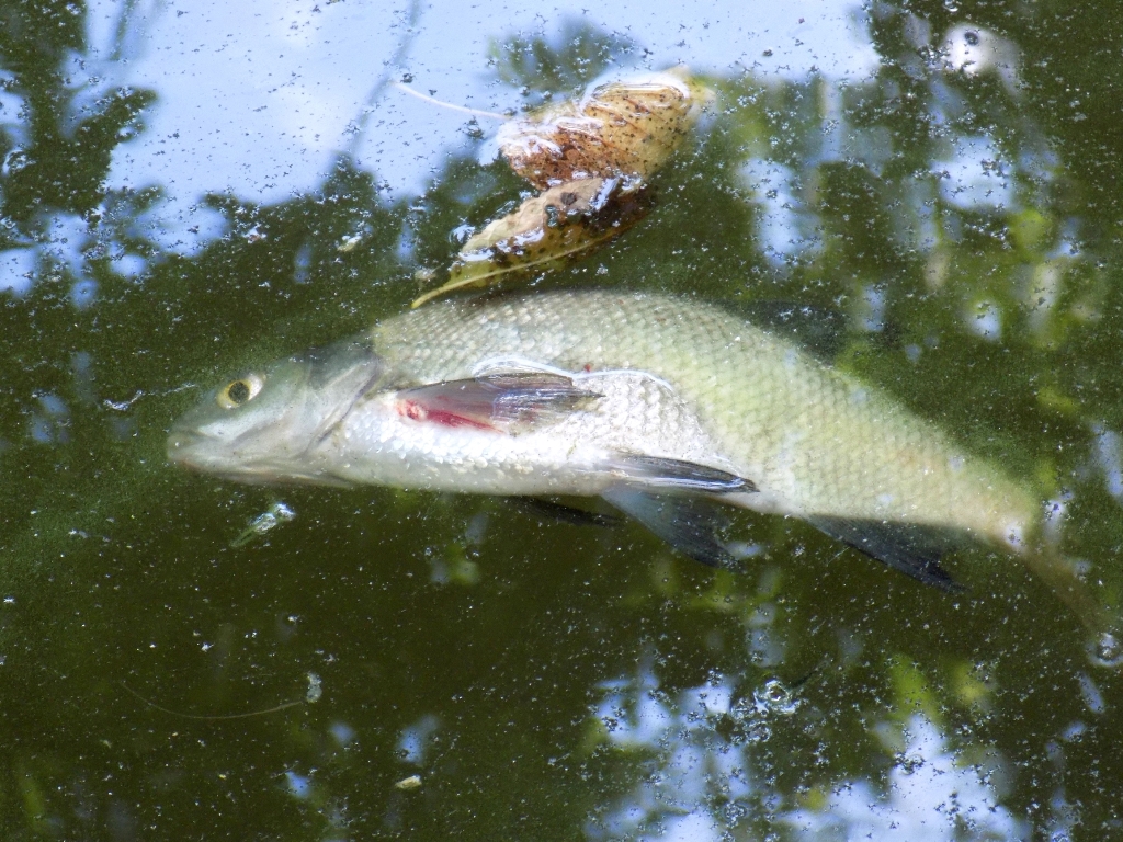 Umweltbelastungen durch fehlerhafte Abwasserreinigung