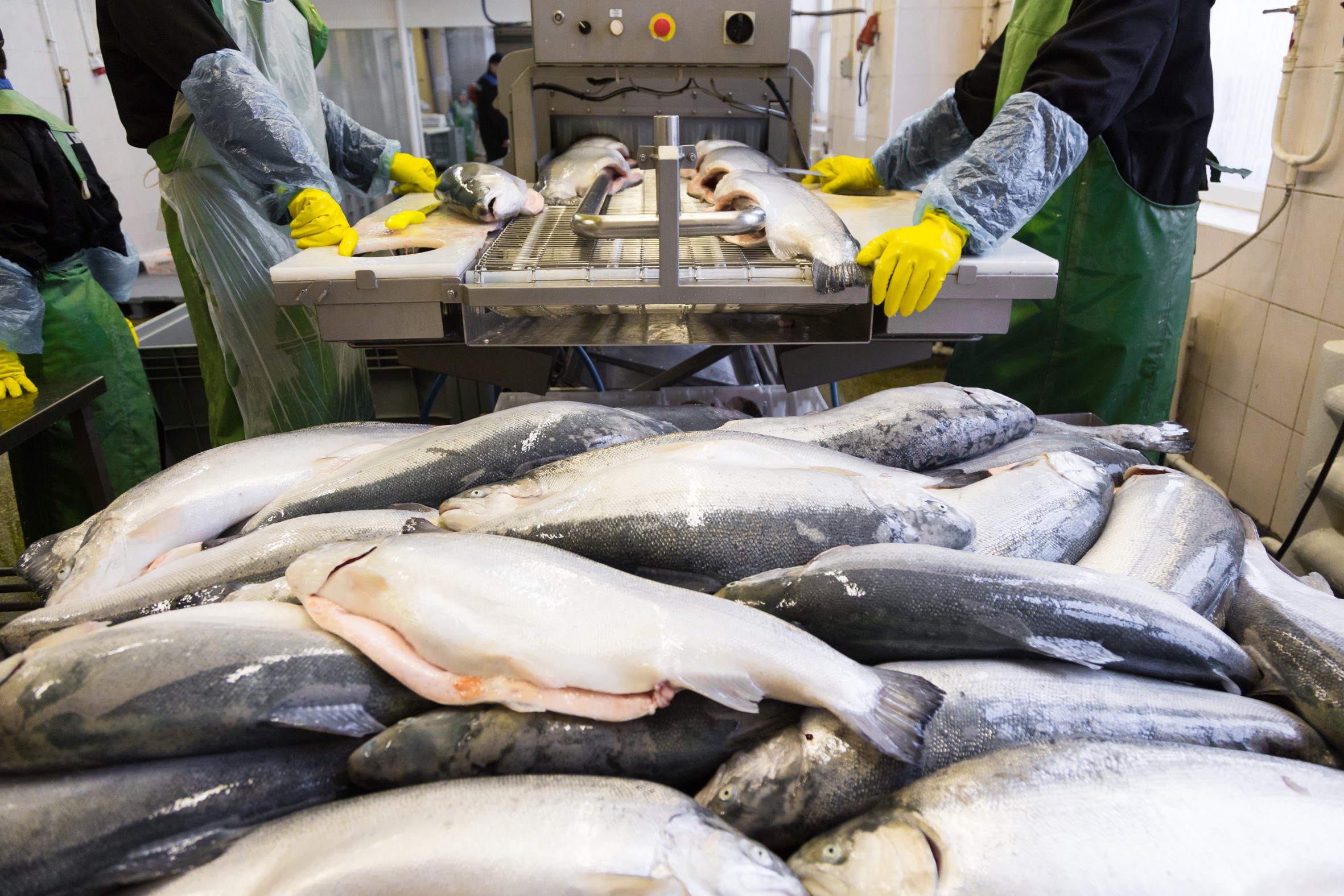 Fish processing nowadays: Modern and efficiently